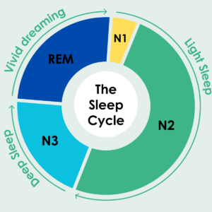 Sleep cycles and stages 